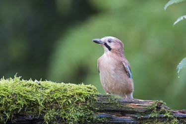 Jay on moss-covered log Terrestrial,Corvidae,Africa,Garrulus,Animalia,Europe,Temperate,Common,Omnivorous,Asia,Aves,glandarius,Passeriformes,Flying,Urban,Chordata,IUCN Red List,Least Concern