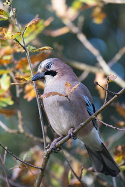 Jay (Garrulus glandarius) in autumnal oak tree (Quercus robur), Ashdown Forest, Sussex, England Magnoliophyta,Flowering Plants,Fagaceae,Beech Family,Fagales,Magnoliopsida,Dicots,Plantae,Terrestrial,Europe,Broadleaved,Anthophyta,Common,Photosynthetic,Least Concern,Quercus,robur,IUCN Red List