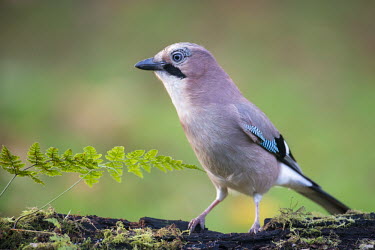 Jay on log with ferns Terrestrial,Corvidae,Africa,Garrulus,Animalia,Europe,Temperate,Common,Omnivorous,Asia,Aves,glandarius,Passeriformes,Flying,Urban,Chordata,IUCN Red List,Least Concern