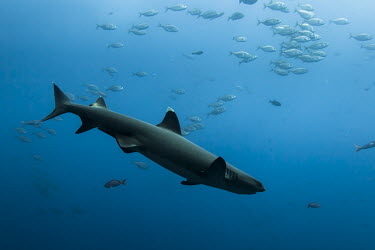 A whitetip reef shark swimming near Roca Partida, Revillagigedo Islands, Baja California Animals,Baja California,Islas Revillagigedo,Mxico,North America,Pacific Ocean,Photography,Roca Partida,Wide Angle Photography,Wild,diving,fishes,nature,ocean,shark,tourism,travel,underwater,Triaenodo