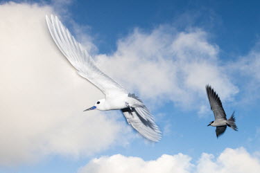Fairy tern and bridled tern in flight tern,Indian Ocean Islands,portraits,seabirds,cut out,blue,flying,sky,group,ventral view,flight,Ciconiiformes,Herons Ibises Storks and Vultures,Aves,Birds,Laridae,Gulls, Terns,Chordates,Chordata,Flying