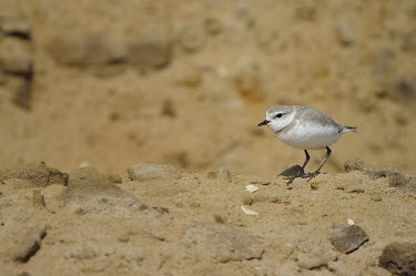 Chestnut-banded plover - Charadrius pallidus chestnut-banded plover,charadrius pallidus,plover,charadriiformes,charadriidae,namibia,walvis bay,Near Threatened,Flying,pallidus,Charadriiformes,Ponds and lakes,Salt marsh,Charadriidae,Shore,Estuary,