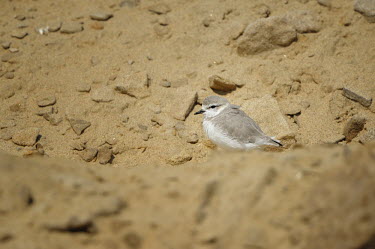 Chestnut-banded plover - Charadrius pallidus chestnut-banded plover,charadrius pallidus,plover,charadriiformes,charadriidae,namibia,walvis bay,Near Threatened,Flying,pallidus,Charadriiformes,Ponds and lakes,Salt marsh,Charadriidae,Shore,Estuary,