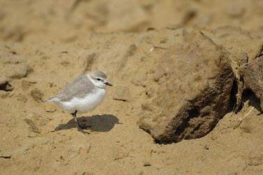 Chestnut-banded plover - Charadrius pallidus chestnut-banded plover,charadrius pallidus,plover,charadriiformes,charadriidae,namibia,walvis bay,Near Threatened,Flying,pallidus,Charadriiformes,Ponds and lakes,Salt marsh,Charadriidae,Shore,Estuary,