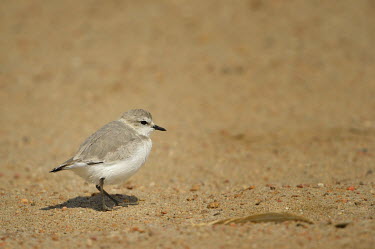 Chestnut-banded plover - Charadrius pallidus chestnut-banded plover,charadrius pallidus,plover,charadriiformes,charadriidae,namibia,walvis bay,Near Threatened,Flying,pallidus,Charadriiformes,Ponds and lakes,Salt marsh,Charadriidae,Shore,Estuary,