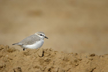 Chestnut-banded plover - Charadrius pallidus chestnut-banded plover,charadrius pallidus,plover,charadriiformes,charadriidae,namibia,walvis bay,Near Threatened,Flying,pallidus,Charadriiformes,Ponds and lakes,Salt marsh,Charadriidae,Shore,Estuary,