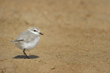 Chestnut-banded plover - Charadrius pallidus chestnut-banded plover,charadrius pallidus,plover,charadriiformes,charadriidae,namibia,walvis bay,Near Threatened,Flying,pallidus,Charadriiformes,Ponds and lakes,Salt marsh,Charadriidae,Shore,Estuary,