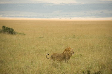 Male Lion Big cats,Male,Maasai Mara,Kenya,Habitat,Felidae,Cats,Mammalia,Mammals,Carnivores,Carnivora,Chordates,Chordata,leo,Animalia,Savannah,Africa,Scrub,Appendix II,Asia,Panthera,Vulnerable,Desert,Terrestrial