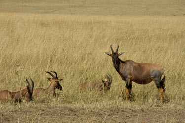 Topis Maasai Mara National Park,Kenya,Chordates,Chordata,Mammalia,Mammals,Bovidae,Bison, Cattle, Sheep, Goats, Antelopes,Savannah,Cetartiodactyla,Vulnerable,Herbivorous,Africa,Animalia,Damaliscus,Terrestria