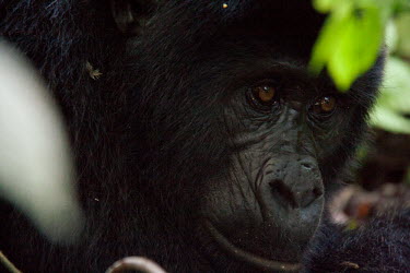 Male Mountain Gorilla Primate,Gorilla,Male,Bwindi Impenatrable Forest,Uganda,Chordates,Chordata,Primates,Mammalia,Mammals,Hominids,Hominidae,Rainforest,Endangered,Africa,Animalia,beringei,Terrestrial,Herbivorous,IUCN Red L