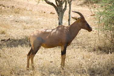 Topi Serengeti National Park,Tanzania,Chordates,Chordata,Mammalia,Mammals,Bovidae,Bison, Cattle, Sheep, Goats, Antelopes,Savannah,Cetartiodactyla,Vulnerable,Herbivorous,Africa,Animalia,Damaliscus,Terrestri