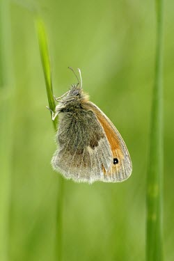 Small heath butterfly Insecta,Arthropoda,Temperate,Asia,Urban,Animalia,Coenonympha,Fluid-feeding,Common,Africa,Satyridae,Flying,Europe,Terrestrial,Herbivorous,Lepidoptera,Heathland