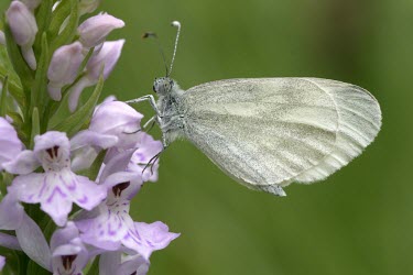 Wood white butterfly on common spotted orchid Terrestrial,Temperate,Arthropoda,Herbivorous,Asia,Scrub,Species of Conservation Concern,Animalia,Lepidoptera,Fluid-feeding,Pieridae,Europe,Leptidea,Flying,Agricultural,Insecta