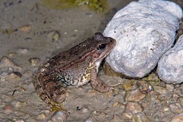 Wildscreen - Amphibians - Frogs