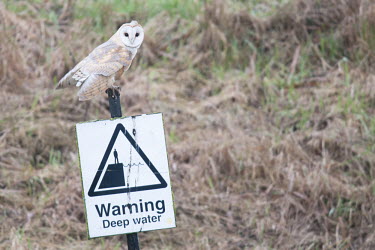 Barn owl perched on sign alongside a road animal,barn,bird,britain,nature,owl,perched,sign,wildlife,winter.,Chordates,Chordata,Tytonidae,Barn Owls,Owls,Strigiformes,Aves,Birds,Africa,alba,Australia,Asia,Urban,Europe,Tyto,Species of Conservati