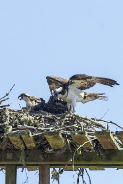 Osprey family osprey,pandion haliaetus,aves,bird,pandionidae,nest,chicks,mother,brood,family,stick nest,love,least concern,USA,North America,beaks,bills,group,parent,offspring,young,portrait,America,Aves,Birds,Acci