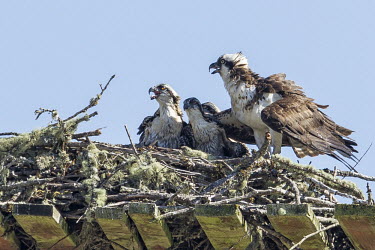 Osprey family osprey,pandion haliaetus,aves,bird,pandionidae,nest,chicks,mother,brood,family,stick nest,love,least concern,USA,North America,beaks,bills,group,parent,offspring,young,portrait,America,Aves,Birds,Acci