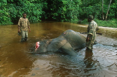 Forest elephant killed by poachers for tusks Africa,African,African elephant,animal trade,Animalia,carcass,chordate,conservation issues,dead,dead animal,death,elephant,elephantidae,endangered,endangered species,gruesome,hacked,hacking,illegal,il