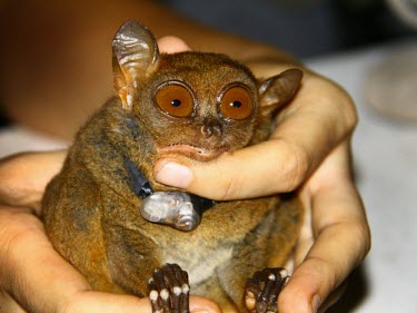 Philippine tarsier fitted with radio collar for scientific research Adult,Conservation,Other (History, folklore, use by man),Primates,Mammalia,Mammals,Chordates,Chordata,Tarsiidae,Tarsier,syrichta,Carnivorous,Tarsius,Tropical,Animalia,Near Threatened,Arboreal,Grasslan