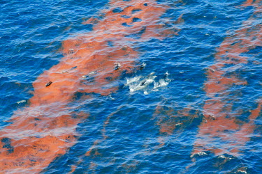 Dolphins swimming through oil slick oil slick,oil,disaster,BP,weathered oil,dolphins,swim,pod,sea,marine,surface,pollution,oil spill,environmental,Oceanic Dolphins,Delphinidae,Mammalia,Mammals,Chordates,Chordata,Cetacea,Whales, Dolphins