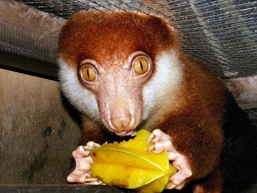 Black-spotted cuscus near Jayapura, Papua province, Indonesia brown,west,tree,cute,coast,new guinea,furry,eating,coastal,northern,papua,marsupial,marsupials,jackfruit,black-spotted,starfruit,cuscus,spilocuscus,rufoniger,captive,cage,Captive,Diprotodontia,Kangaro