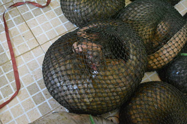 Sunda pangolin showing injury Sunda pangolin,Sunda pangolins,pangolin,pangolins,Animalia,Chordata,Mammalia,Pholidota,Manidae,Manis,javanica,Malayan pangolin,pangolin javanais,pangolin malais,pangolín malayo,rescue,rescued,wildlif