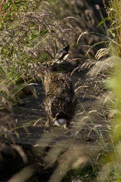 Brown Hare, Lepus europaeus, obscured by long grass European hare,European brown hare,brown hare,Brown-Hare,Lepus europaeus,hare,hares,mammal,mammals,herbivorous,herbivore,lagomorpha,lagomorph,lagomorphs,leporidae,lepus,declining,threatened,precocial,r