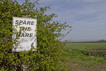 Brown Hare, Lepus europaeus, police sign protecting Hares in Lancashire European hare,European brown hare,brown hare,Brown-Hare,Lepus europaeus,hare,hares,mammal,mammals,herbivorous,herbivore,lagomorpha,lagomorph,lagomorphs,leporidae,lepus,declining,threatened,precocial,r