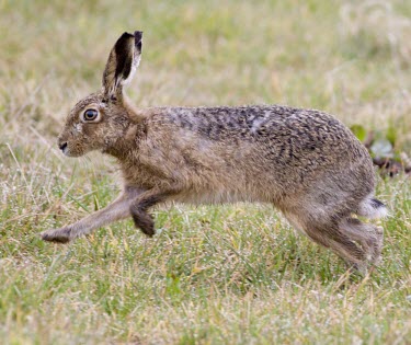 Side view of Brown Hare, Lepus europaeus, running across dew wet grass with front feet raised off the ground European hare,European brown hare,brown hare,Brown-Hare,Lepus europaeus,hare,hares,mammal,mammals,herbivorous,herbivore,lagomorpha,lagomorph,lagomorphs,leporidae,lepus,declining,threatened,precocial,r