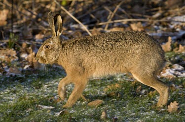 Side view of Brown Hare, Lepus europaeus, walking with eye in focus but feet blurred in motion European hare,European brown hare,brown hare,Brown-Hare,Lepus europaeus,hare,hares,mammal,mammals,herbivorous,herbivore,lagomorpha,lagomorph,lagomorphs,leporidae,lepus,declining,threatened,precocial,r