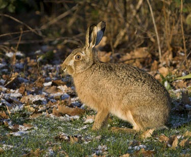 Side view of Brown Hare, Lepus europaeus, sat in frosty grass with some snow on the ground European hare,European brown hare,brown hare,Brown-Hare,Lepus europaeus,hare,hares,mammal,mammals,herbivorous,herbivore,lagomorpha,lagomorph,lagomorphs,leporidae,lepus,declining,threatened,precocial,r