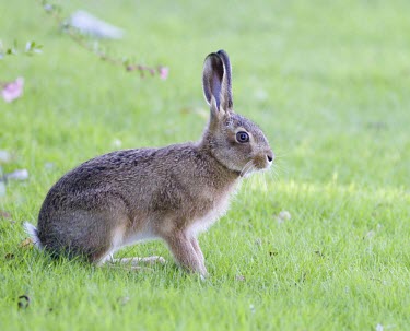 Brown Hare, Lepus europaeus, leveret alert to danger with ear high European hare,European brown hare,brown hare,Brown-Hare,Lepus europaeus,hare,hares,mammal,mammals,herbivorous,herbivore,lagomorpha,lagomorph,lagomorphs,leporidae,lepus,declining,threatened,precocial,r