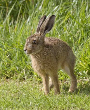 Brown Hare, Lepus europaeus, leveret strecthing in summer sun European hare,European brown hare,brown hare,Brown-Hare,Lepus europaeus,hare,hares,mammal,mammals,herbivorous,herbivore,lagomorpha,lagomorph,lagomorphs,leporidae,lepus,declining,threatened,precocial,r