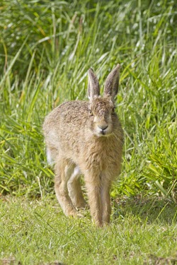 Brown Hare, Lepus europaeus, leveret looking directly at viewer and stretching European hare,European brown hare,brown hare,Brown-Hare,Lepus europaeus,hare,hares,mammal,mammals,herbivorous,herbivore,lagomorpha,lagomorph,lagomorphs,leporidae,lepus,declining,threatened,precocial,r