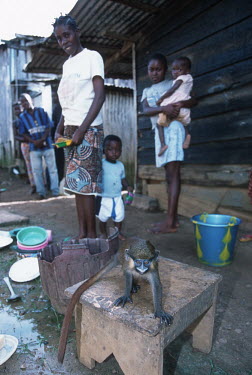 Conservation Issues: bushmeat orphaned Mustached monkey is kept as pet by local villages Africa,Conservation,issue,issues,conservation issues,conservation issue,threat,threatened,monkey,monkeys,captive,capture,mustached monkey,bushmeat,orphan,orphaned,pet,pets,stool,people,local,village,l