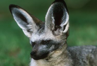 Bat-eared fox- large ears are used to locate insect prey. Nocturnal in summer only Africa,carnivores,carnivore,fox,foxes,mammal,mammals,nocturnal in summer,diurnal in winter,nocturnal,diurnal,close up,close-up,head,face,shallow focus,ears,furry,Mammalia,Mammals,Dog, Coyote, Wolf, Fo