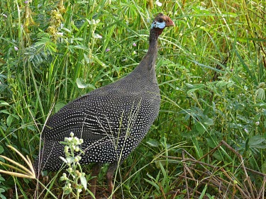 Helmeted guineafowl Animalia,Chordata,Aves,Galliformes,Numididae,bird,birds,guineafowl,guineafowls,helmeted guineafowl,Numida meleagris,tufted guineafowl,Least Concern,adult,tall grass,Gallinaeous Birds,Chordates,Guineaf