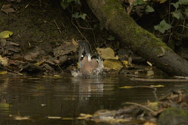 Jay bathing Habitat,Bathing,Water,Feather care,Adult,Species in habitat shot,Aves,Birds,Perching Birds,Passeriformes,Chordates,Chordata,Crows, Ravens, Jays,Corvidae,Terrestrial,Africa,Garrulus,Animalia,Europe,Tem