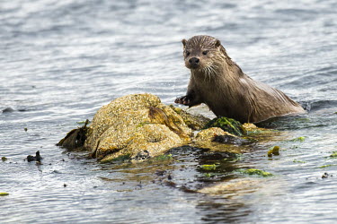 European otter on shoreline rocks common otter,Lutra lutra,otter,otters,European otter,mammals,carnivore,carnivores,shore,marine,sea,shoreline,rocks,shallow focus,negative space,coast,coastal,looking towards camera,swim,swimming,hunti