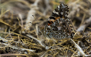 Painted lady insects,insect,Animalia,Arthropoda,arthropod,arthropods,Insecta,Lepidoptera,Nymphalidae,Nymphalinae,Nymphalini,Vanessa,side view,shallow focus,adult,butterfly,butterflies,USA,Brush-Footed Butterflies,