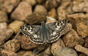 Skipper on ground USA,insects,insect,Animalia,Arthropoda,arthropod,arthropods,Insecta,Lepidoptera,Rhopalocera,Hesperioidea,Hesperiidae,skipper,skipper butterfly,butterfly,butterflies,skippers,ground,rest,at rest,spread