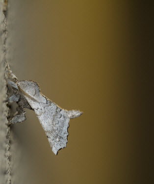 Angel moth USA,insects,insect,Animalia,Arthropoda,Insecta,Lepidoptera,Bombycidae,Olceclostera,O. angelica,Olceclostera angelica,angelica,moth,moths,shallow focus,negative space,abstract,Insects