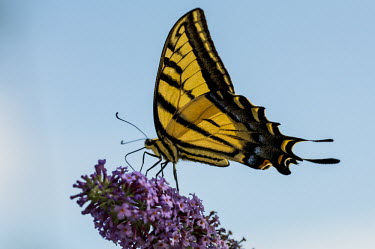 Western tiger swallowtail USA,insects,insect,Animalia,Arthropoda,arthropod,arthropods,Insecta,Lepidoptera,Papilionidae,Papilionini,Papilio,P. rutulus,Papilio rutulus,rutulus,western tiger swallowtail,swallowtail butterfly,butt