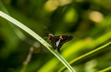 Silver-spotted skipper USA,insects,insect,Animalia,Arthropoda,arthropod,arthropods,Insecta,Lepidoptera,Rhopalocera,Hesperioidea,Hesperiidae,Eudamini,Epargyreus,E. clarus,skipper,skipper butterfly,butterfly,butterflies,skipp