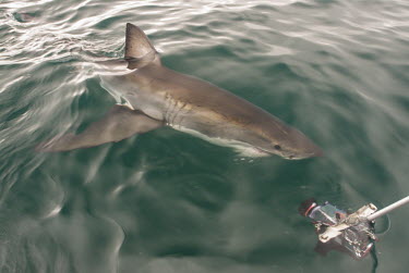 Great white shark investigating camera Coastline,False Bay,Horizontal,Marine Protected Area,South Africa,Western Cape,endangered,great white shark,marine,monitoring,photography,shark,shark diving,tourism,camera,Sharks, Rays,Elasmobranchii,