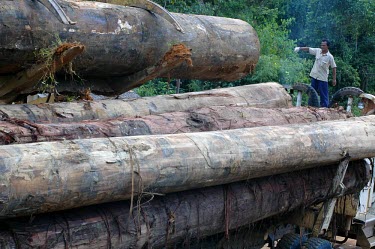 Logs loaded on to a truck in Gunung Lumut people,man,tree,trees,horizontal,indonesia,logs,logging,timur,mla,kalimantan,log loader,gunung lumut,trunks,tree trunks,timber,wood,gunung lumut mla cifor kalimantan timur indonesia log tree logging p