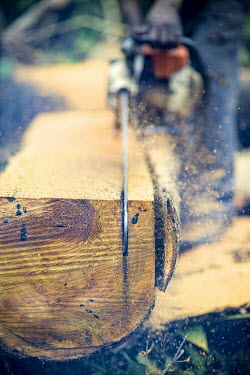 Carpenter chainsawing a felled tree africa,wood,people,man,tree,close up,close-up,forest,cut,chainsaw,chain saw,logging,environment,forests,climate change,global warming,wood cutting,cameroon,verticals,timber,shallow focus,deforestation