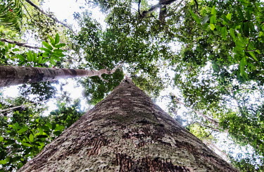 Copaifera L. tree has many uses including using the oil as a biodiesel tree,Peru,horizontal,forest,amazon,scenery,spanish,land,environment,big tree,per,climate change,climate,puerto maldonado,horizontals,madre de dios,Plantae,Tracheophyta,Magnoliopsida,Fabales,Leguminosa