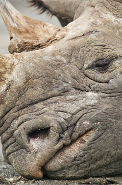 Close up portrait of adult bulls face close-up,sleep,sleeping,asleep,rest,resting,dozing,doze,nap,napping,grey,face,mouth,nostril,rhinos,rhino,horn,horns,herbivores,herbivore,vertebrate,mammal,mammals,terrestrial,Africa,African,savanna,sa