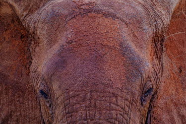 Close up of the forehead of an African elephant mastodon,mastodons,mammoth,mammoths,elephant,elephants,trunk,trunks,herbivores,herbivore,vertebrate,mammal,mammals,terrestrial,Africa,African,savanna,savannah,safari,close up,face,skin,mud,muddy,dirt,